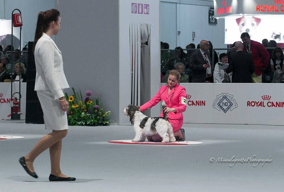 WORLD DOG SHOW 2015 MILANO